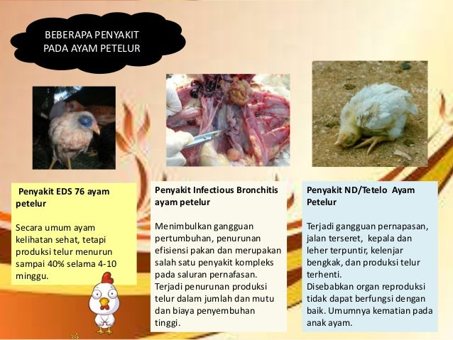 Jenis Produk Unggas Petelur - Arli Blog