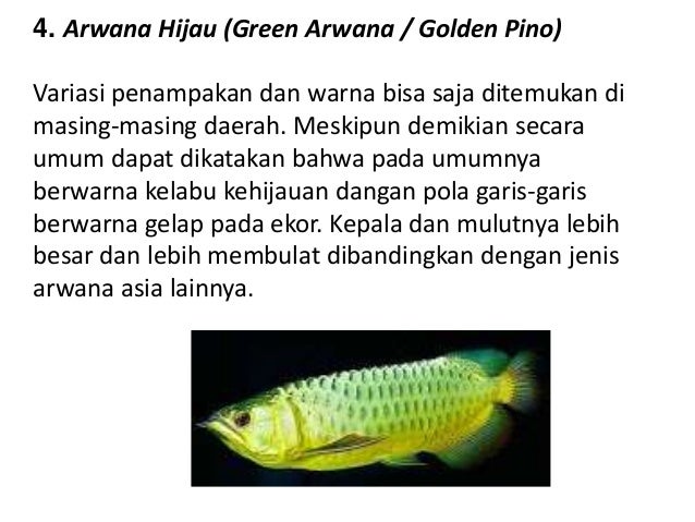 PKWU budidaya ikan hias - Ikan Arwana