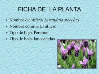 FICHA DE LA PLANTA
• Nombre científico: Lavandula stoechas
• Nombre común: Cantueso
• Tipo de hoja: Perenne
• Tipo de hoja: lanceoladas
 