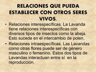 RELACIONES QUE PUEDA
ESTABLECER CON OTROS SERES
VIVOS.
• Relaciones interespecíficas. La Lavanda
tiene relaciones interespecíficas con
diversos tipos de insectos como la abeja.
Esto sucede en el intercambio de polen.
• Relaciones intraespecíficas. Las Lavandas
como otras flores puede ser de género
masculino o femenino. Estos dos tipos de
Lavandas interactuan entre sí en la
reproducción.
 