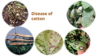 Comprehensive Overview of Cotton Diseases and Their Management | PPTX