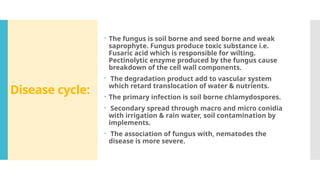 Comprehensive Overview of Cotton Diseases and Their Management | PPTX