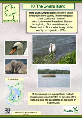 10. The Swans Island 
Mute Swan (Cygnus olor) is one of the largest bird species in our country. The breeding area 
of this species was restricted 
RETURN TONATURE 
to the north - eastern Poland and Silesia at the beginning of the twentieth century. 
The expansion of the species throughout the 
country has begun since 1950s. 
You are here 
Mute swan nest is a large platform built with 
aquatic plants, mostly located on the edge of the reeds, but slots are also created on the island or 
in open water. 
If you want to know more download the 
application  