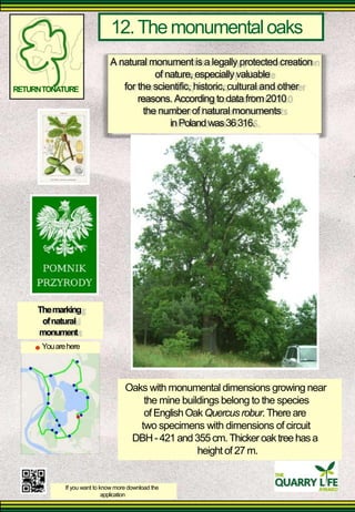 12. The monumental oaks 
A natural monument is a legally protected creation 
of nature, especially valuable 
RETURN TONATURE 
for the scientific, historic, cultural and other 
reasons. According to data from 2010 
the number of natural monuments 
in Poland was 36 316. 
The marking 
of natural 
monument 
You are here 
Oaks with monumental dimensions growing near 
the mine buildings belong to the species of English Oak Quercus robur. There are 
two specimens with dimensions of circuit 
DBH - 421 and 355 cm. Thicker oak tree has a 
height of 27 m. 
If you want to know more download the 
application  
