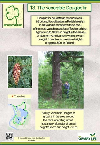 13. The venerable Douglas fir 
Douglas fir Pseudotsuga menziesii was 
introduced to cultivation in Polish forests 
RETURN TONATURE 
in 1833 and is considered to be one 
of the most valuable species of foreign origin. 
It grows up to 100 m in height in the areas 
of Northern America from where it was 
brought. It reaches a maximum height 
of approx. 50m in Poland. 
You are here 
Stately, venerable Douglas fir, 
growing in the area around the mine operating circuit, 
has a trunk diameter at breast 
height 238 cm and height - 18 m. 
If you want to know more download the 
application  