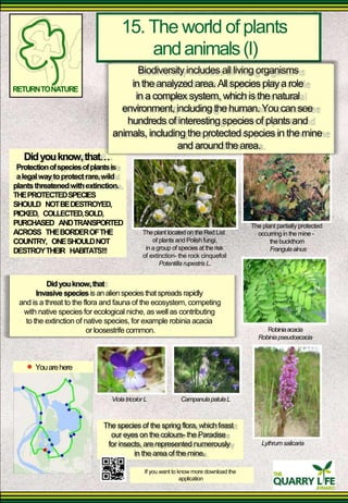 15. The world of plants 
and animals (I) 
Biodiversity includes all living organisms 
RETURN TO NATURE 
Did you know, that 
in the analyzed area. All species play a role 
in a complex system, which is the natural 
environment, including the human. You can see 
hundreds of interesting species of plants and 
animals, including the protected species in the mine 
and around the area. 
Protection of species of plants is a legal way to protect rare, wild 
plants threatened with extinction. THE PROTECTED SPECIES SHOULD NOT BE DESTROYED, PICKED, COLLECTED, SOLD, PURCHASED AND TRANSPORTED ACROSS THE BORDER OF THE COUNTRY, ONE SHOULD NOT DESTROY THEIR HABITATS!!! 
Did you know, that 
The plant located on the Red List 
of plants and Polish fungi, 
in a group of species at the risk of extinction- the rock cinquefoil 
Potentilla rupestris L. 
The plant partially protected 
occurring in the mine - 
the buckthorn Frangula alnus 
Invasive species is an alien species that spreads rapidly 
and is a threat to the flora and fauna of the ecosystem, competing 
with native species for ecological niche, as well as contributing 
to the extinction of native species, for example robinia acacia 
or loosestrife common. 
You are here 
Robinia acacia 
Robinia pseudoacacia 
Viola tricolor L Campanula patula L 
The species of the spring flora, which feast 
our eyes on the colours- the Paradise 
for insects, are represented numerously 
in the area of the mine. 
If you want to know more download the 
application 
Lythrum salicaria  