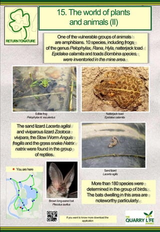 15. The world of plants 
and animals (II) 
One of the vulnerable groups of animals 
RETURN TONATURE 
are amphibians. 10 species, including frogs 
of the genus Pelophylax, Rana, Hyla, natterjack toad 
Epidalea calamita and toads Bombina species, 
were inventoried in the mine area. 
Edible frog 
Pelophylax kl. esculentus 
The sand lizard Lacerta agilisi and viviparous lizard Zootoca 
vivipara, the Slow Worm Anguis fragilis and the grass snake Natrix 
natrix were found in the group 
of reptiles. 
You are here 
Brown long-eared bat 
Plecotus auritus 
Natterjack toad Epidalea calamita 
Sand lizard 
Lacerta agilis 
More than 180 species were 
determined in the group of birds. The bats dwelling in this area are 
noteworthy particularly. 
If you want to know more download the 
application  