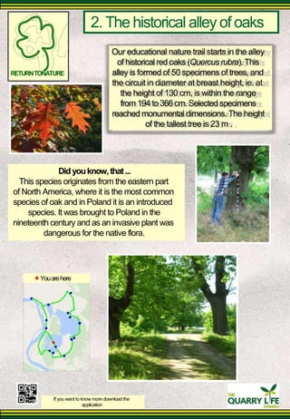 2. The historical alley of oaks 
Our educational nature trail starts in the alley 
of historical red oaks (Quercus rubra). This 
RETURN TONATURE 
alley is formed of 50 specimens of trees, and the circuit in diameter at breast height, ie. at 
the height of 130 cm, is within the range from 194 to 366 cm. Selected specimens 
reached monumental dimensions. The height 
of the tallest tree is 23 m . 
Did you know, that ... 
This species originates from the eastern part 
of North America, where it is the most common species of oak and in Poland it is an introduced 
species. It was brought to Poland in the 
nineteenth century and as an invasive plant was 
dangerous for the native flora. 
You are here 
If you want to know more download the 
application  