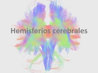 Hemisferios cerebrales
 