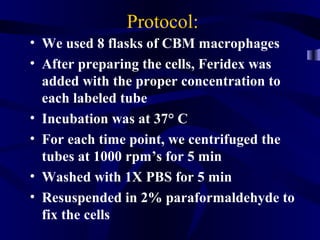Protocol:
• We used 8 flasks of CBM macrophages
• After preparing the cells, Feridex was
added with the proper concentration to
each labeled tube
• Incubation was at 37° C
• For each time point, we centrifuged the
tubes at 1000 rpm’s for 5 min
• Washed with 1X PBS for 5 min
• Resuspended in 2% paraformaldehyde to
fix the cells
 