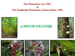 The Plantations Act, 1951. 
& 
The Tamilnadu Plantations Labour Rules, 1955. 
LABOUR WELFARE 
 