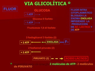 VIA GLICOLÍTICA º
º Producción neta de energía 2 moléculas de ATP- 2 moléculas
de PIRUVATO.
ENOLASA
ÁCIDO LÁCTICO
GLUCOSA
Glucosa 6 fosfato
Fructuosas 1,6 di fosfato
3 fosfoglicerol 3 fosfato (2)
2 fosfoenol piruvato (2)
PIRUVATO (2)
- 1 ATP
- 1 ATP
+ 2 ATP
+ 2 ATP
F-
FLUOR INTRA
CITOPLASMÁTICO
BLOQUEA LA
ENZIMA ENOLASA
IMPIDIENDO LA
PRODUCCION
DE AC. LÁCTICO Y
DE ATP
FLUOR
 