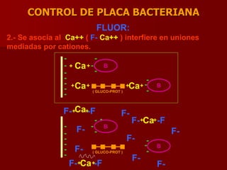 CONTROL DE PLACA BACTERIANA
-
-
-
-
- BCa++
-
-
+ + + +CaCa B
-
-
-
-
-
-
( GLUCO-PROT )
FLUOR:
2.- Se asocia al Ca++ ( F- Ca++ ) interfiere en uniones
mediadas por cationes.
-
-
-
-
- B
Ca++
-
-
+ +
+ +Ca
Ca
B
-
-
-
-
-
-
( GLUCO-PROT )
-F
-F
F-
F-
-FF-
F-
F-
F-
F-
F-
F-
F-
 