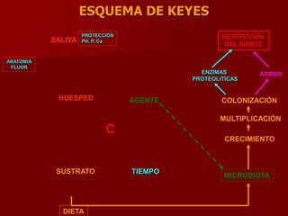 ESQUEMA DE KEYES
C
CRECIMIENTO
MULTIPLICACIÓN
COLONIZACIÓNAGENTE
TIEMPO
DIETA
HUESPED
SALIVA
DIENTE
MICROBIOTA
ENZIMAS
PROTEOLITICAS
ÁCIDOS
DESTRUCIÓN
DEL DIENTE
ANATOMIA
FLUOR
PROTECCIÓN
PH, P, Ca
SUSTRATO
 