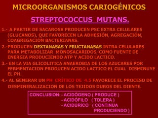 MICROORGANISMOS CARIOGÉNICOS
STREPTOCOCCUS MUTANS.
1.- A PARTIR DE SACAROSA PRODUCEN PSC EXTRA CELULARES
(GLUCANOS), QUE FAVORECEN LA ADHESIÓN, AGREGACIÓN,
COAGREGACIÓN BACTERIANAS.
2.-PRODUCEN DEXTANASAS Y FRUCTANASAS INTRA CELULARES
PARA METABOLIZAR MONOSACARIDOS, COMO FUENTE DE
ENERGIA PRODUCIENDO ATP Y ACIDO LACTICO.
3.- EN LA VIA GLICOLITICA ANAEROBIA DE LOS AZUCARES POR
FERMENTACION PRODUCEN ACIDO LACTICO EL CUAL DISMINUYE
EL PH.
4.- AL GENERAR UN PH CRÍTICO DE 4.5 FAVORECE EL PROCESO DE
DESMINERALIZACION DE LOS TEJIDOS DUROS DEL DIENTE.
CONCLUSION:- ACIDÓGENO ( PRODUCE )
- ACIDÓFILO ( TOLERA )
- ACIDÚRICO ( CONTINUA
PRODUCIENDO )
 