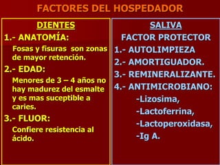 FACTORES DEL HOSPEDADOR
DIENTES
1.- ANATOMÍA:
Fosas y fisuras son zonas
de mayor retención.
2.- EDAD:
Menores de 3 – 4 años no
hay madurez del esmalte
y es mas suceptible a
caries.
3.- FLUOR:
Confiere resistencia al
ácido.
SALIVA
FACTOR PROTECTOR
1.- AUTOLIMPIEZA
2.- AMORTIGUADOR.
3.- REMINERALIZANTE.
4.- ANTIMICROBIANO:
-Lizosima,
-Lactoferrina,
-Lactoperoxidasa,
-Ig A.
 