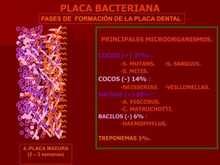 PLACA BACTERIANA
PRINCIPALES MICROORGANISMOS.
COCOS (+) 37% :
-S. MUTANS. -S. SANGUIS.
-S. MITIS.
COCOS (-) 14% :
-NEISSERIAS. -VEILLONELLAS.
BACILOS (+) 40% :
-A. VISCOSUS.
-C. MATRUCHOTTI.
BACILOS (-) 6% :
-HAEMOPHYLUS.
TREPONEMAS 1%.
FASES DE FORMACIÓN DE LA PLACA DENTAL
4.-PLACA MADURA
(2 – 3 semanas)
E
S
M
A
L
T
E
 