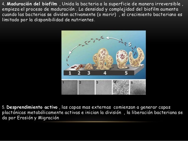 Placa dental (biofilm)
