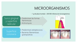 MICROORGANISMOS
◦ 1 g de placa humeda = 200 000 millones de microorganismos
• Predominan las formas
filamentosas
• Actinomyces
Surco gingival
y superficie
radicular
• Predominan estreptococos
• Bacterias filamentosas
grampositivas
Superficie
coronaria
 