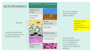 COLONIZADORES COLONIZADORES
Streptococcus
sanguis
Actinomyces
viscosus
Rothia
dentocariosa
Prevotella
Porphyromonas
Fusobacterium
Streptococcus
mutans
Se unen a la película
adquirida mediante
enlaces debiles
Conforman el 0.02% de
la colonia bacteriana (son
anaerobios estrictos)
Bacterias
En colonización
primaria algunas placas
no son cariogenicas
(pocos Streptococcus
mutans) poco poder de
adhesion
Mientras que la
segunda
colonización
comienza entre 3 a 5
días
 