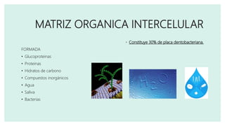 MATRIZ ORGANICA INTERCELULAR
◦ Constituye 30% de placa dentobacteriana.
FORMADA
• Glucoproteinas
• Proteinas
• Hidratos de carbono
• Compuestos inorgánicos
• Agua
• Saliva
• Bacterias
 