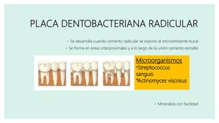 PLACA DENTOBACTERIANA RADICULAR
◦ Se desarrolla cuando cemento radicular se expone al microambiente bucal
◦ Se forma en áreas interproximales y a lo largo de la unión cemento esmalte
◦ Mineraliza con facilidad
Microorganismos
*Streptococcus
sanguis
*Actinomyces viscosus
 