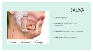 SALIVA
◦ Liquido organico
◦ Parotida (secreción serosa con
electrolitos)
◦ Submaxilar (secresion serosa y mucosa)
◦ Sublingual (secresion mucosa)
 