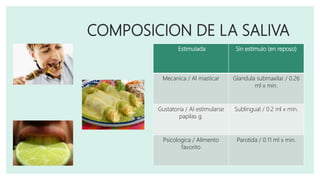 COMPOSICION DE LA SALIVA
Estimulada Sin estimulo (en reposo)
Mecanica / Al masticar Glandula submaxilar / 0.26
ml x min.
Gustatoria / Al estimularse
papilas g.
Sublingual / 0.2 ml x min.
Psicologica / Alimento
favorito
Parotida / 0.11 ml x min.
 