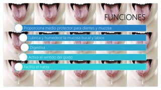 FUNCIONES
Proporciona medio protector para dientes y mucosa
Lubrica y humedece la mucosa bucal y labios
Digestiva
Activa el sentido del gusto
Facilita el habla
 