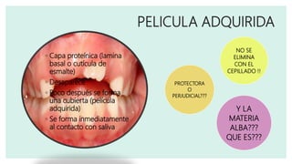 PELICULA ADQUIRIDA
◦ Capa proteínica (lamina
basal o cutícula de
esmalte)
◦ Desaparece
◦ Poco después se forma
una cubierta (película
adquirida)
◦ Se forma inmediatamente
al contacto con saliva
NO SE
ELIMINA
CON EL
CEPILLADO !!
PROTECTORA
O
PERJUDICIAL???
Y LA
MATERIA
ALBA???
QUE ES???
 