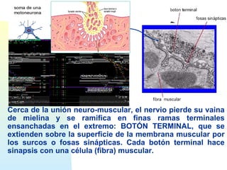 Cerca de la unión neuro-muscular, el nervio pierde su vaina 
de mielina y se ramifica en finas ramas terminales 
ensanchadas en el extremo: BOTÓN TERMINAL, que se 
extienden sobre la superficie de la membrana muscular por 
los surcos o fosas sinápticas. Cada botón terminal hace 
sinapsis con una célula (fibra) muscular. 
 