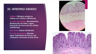 placas histologicas, histologia 1, PRIMER SEMESTRE | PPTX