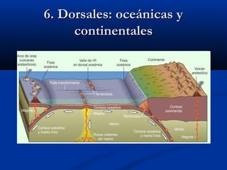 6. Dorsales: oceánicas y6. Dorsales: oceánicas y
continentalescontinentales
 