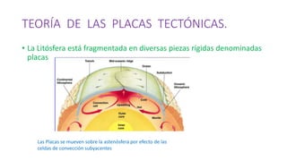 TEORÍA DE LAS PLACAS TECTÓNICAS.
• La Litósfera está fragmentada en diversas piezas rígidas denominadas
placas
Las Placas se mueven sobre la astenósfera por efecto de las
celdas de convección subyacentes
 