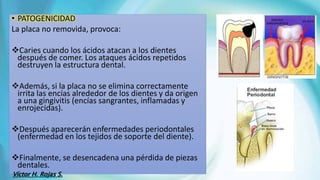 • PATOGENICIDAD
La placa no removida, provoca:
Caries cuando los ácidos atacan a los dientes
después de comer. Los ataques ácidos repetidos
destruyen la estructura dental.
Además, si la placa no se elimina correctamente
irrita las encías alrededor de los dientes y da origen
a una gingivitis (encías sangrantes, inflamadas y
enrojecidas).
Después aparecerán enfermedades periodontales
(enfermedad en los tejidos de soporte del diente).
Finalmente, se desencadena una pérdida de piezas
dentales.
Víctor H. Rojas S.
 