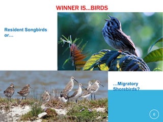 WINNER IS…BIRDS
6
Resident Songbirds
or…
…Migratory
Shorebirds?
 