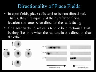 Place Cells Rats Place cells | PPT