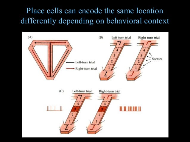 Place Cells Definition : The place-cell representation of volumetric ...
