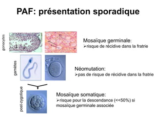 PAF: présentation sporadique
gonocytes




                                                    Mosaïque germinale:
                                                    risque de récidive dans la fratrie
            gamètes




                                               Néomutation:
                                               pas de risque de récidive dans la fratrie
                      post-zygotique




                                       Mosaïque somatique:
                                       risque pour la descendance (<<50%) si
                                       mosaïque germinale associée
 