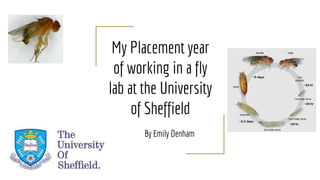 My Placement year
of working in a fly
lab at the University
of Sheffield
By Emily Denham
 
