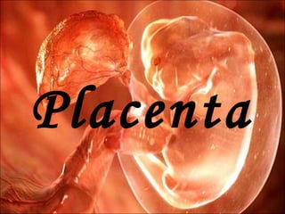 Placenta 