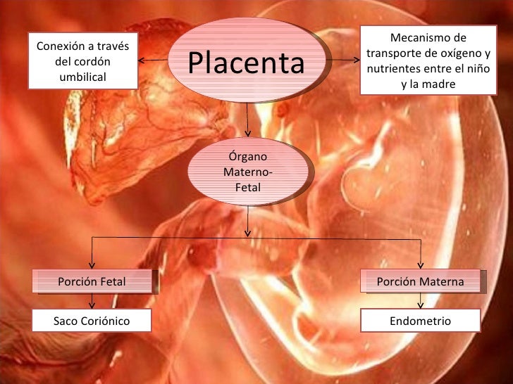 Placenta