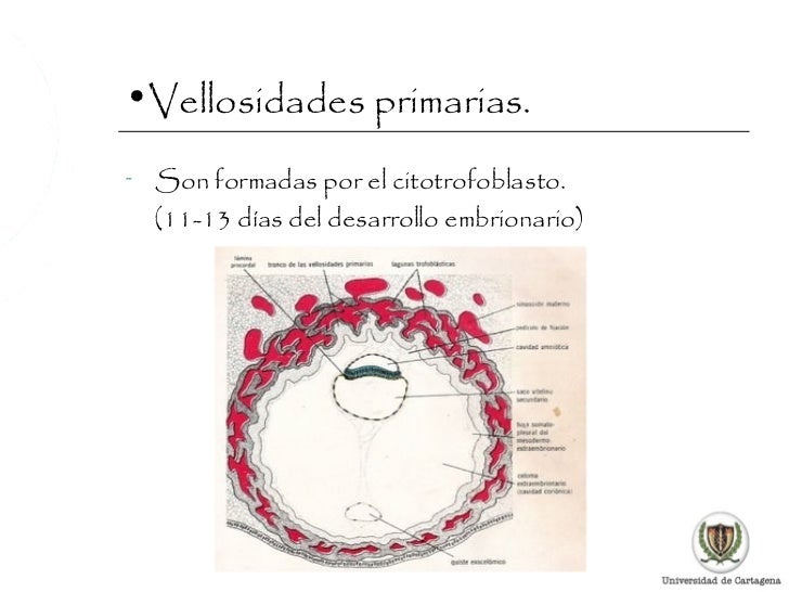 Resultado de imagen para vellosidades primarias