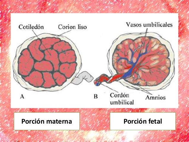 Práctica 5-Placenta