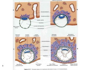 Placenta | PPTX