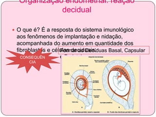 Organização endometrial: reação
decidual
 O que é? É a resposta do sistema imunológico

aos fenômenos de implantação e nidação,
acompanhada do aumento em quantidade dos
fibroblastos e células deciduais.
Formar as Decíduas Basal, Capsular
CONSEQUÊN
CIA

e Parietal.

 