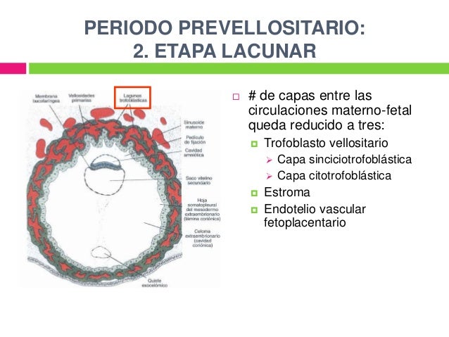 DESARROLLO PLACENTARIO: EMBRIOLOGIA Y MORFOLOGIA