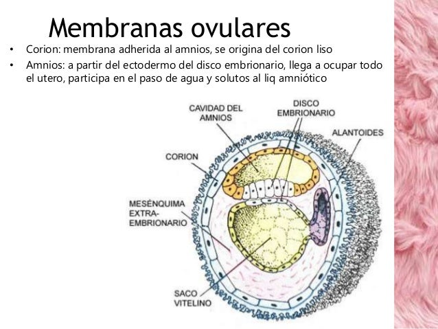 Placenta, cordón umbilical y membranas ovulares