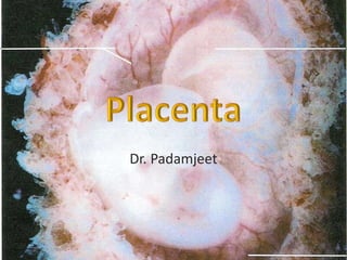 Dr. Padamjeet
 