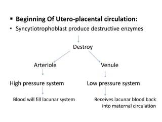  Beginning Of Utero-placental circulation:
• Syncytiotrophoblast produce destructive enzymes
Destroy
Arteriole Venule
High pressure system Low pressure system
Blood will fill lacunar system Receives lacunar blood back
into maternal circulation
 